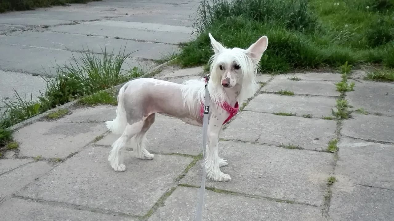 HPD: objawy, przyczyny i jak rozpoznać wołanie o uwagę?