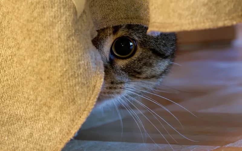 Objawy lęku separacyjnego u kota: Czy Twój pupil cierpi w samotności?