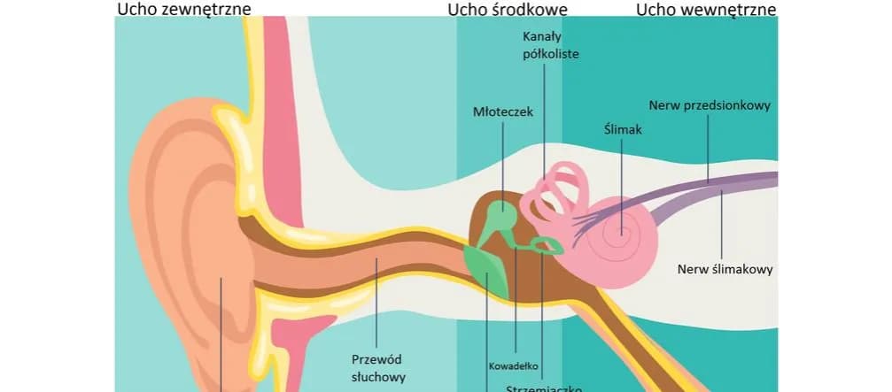 Objawy zaburzeń błędnika: Kiedy zawroty to sygnał alarmowy?